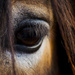 The horse's eye by elisasaeter