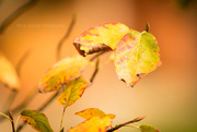 9th Sep 2014 - autumn is calling #132