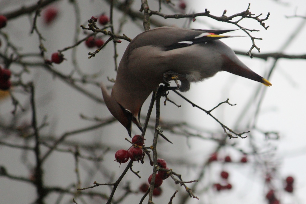 365-Waxwing IMG_1295 by annelis