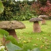 Giant mushrooms !! by snowy