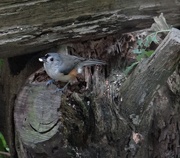 9th Sep 2014 - Tufted Titmouse eating a seed