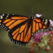 My Monarchs  by mzzhope