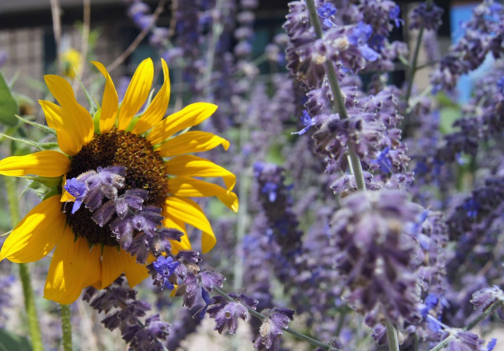 sun flower among lavender  by dmdfday