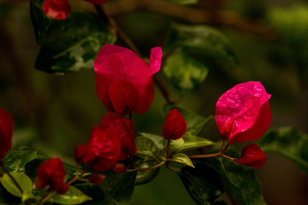 Bougainvillea 2 by shesnapped