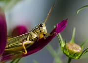 8th Sep 2014 - Summer's end...I am the grasshopper