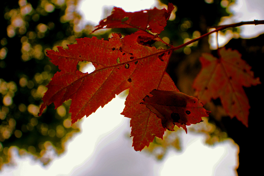 Day 252:  First Signs of Fall by sheilalorson