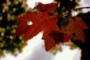9th Sep 2014 - Day 252:  First Signs of Fall