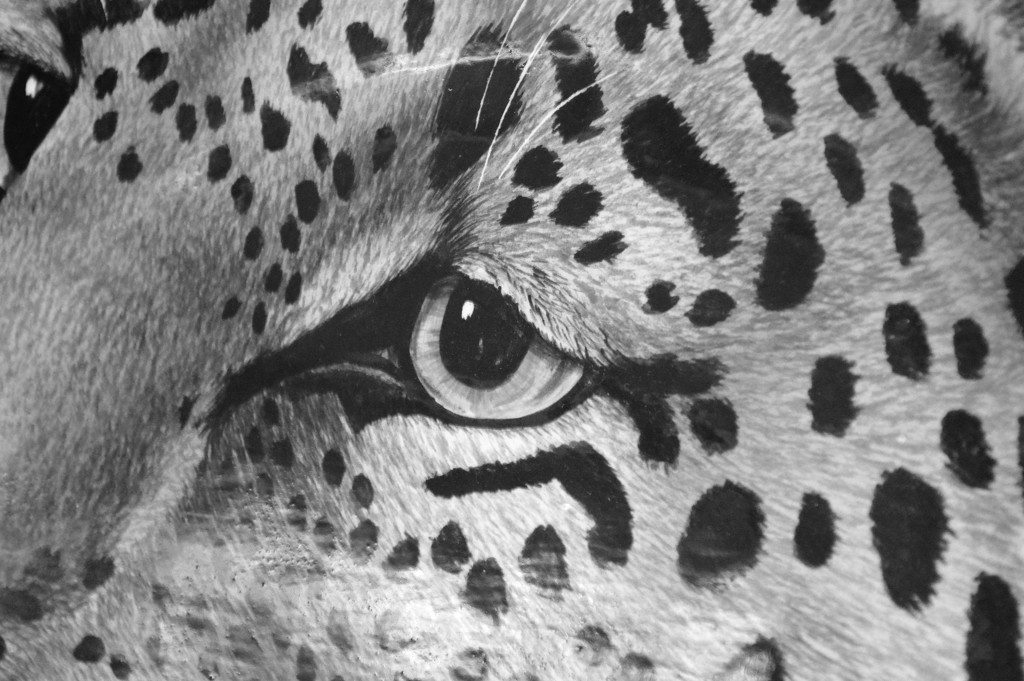 Eye of the Tiger  by mej2011