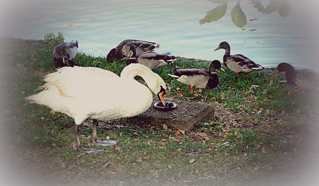 Swan and ducks  by beryl