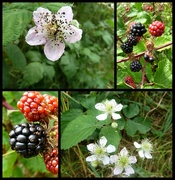 10th Sep 2014 - September word. Berries. The Flowers and the Fruit.