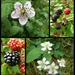 September word. Berries. The Flowers and the Fruit. by wendyfrost