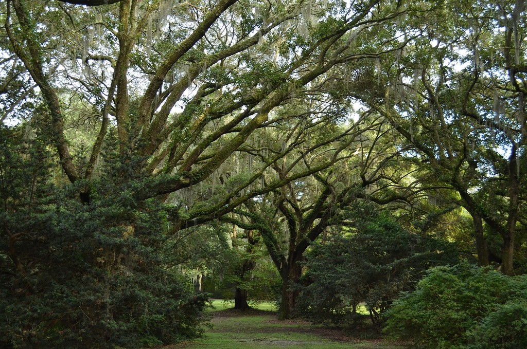 Live oaks, Charles Towne Landing State Historic Park, Charleston, SC by congaree