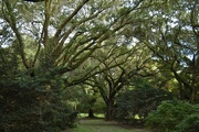 10th Sep 2014 - Live oaks, Charles Towne Landing State Historic Park, Charleston, SC