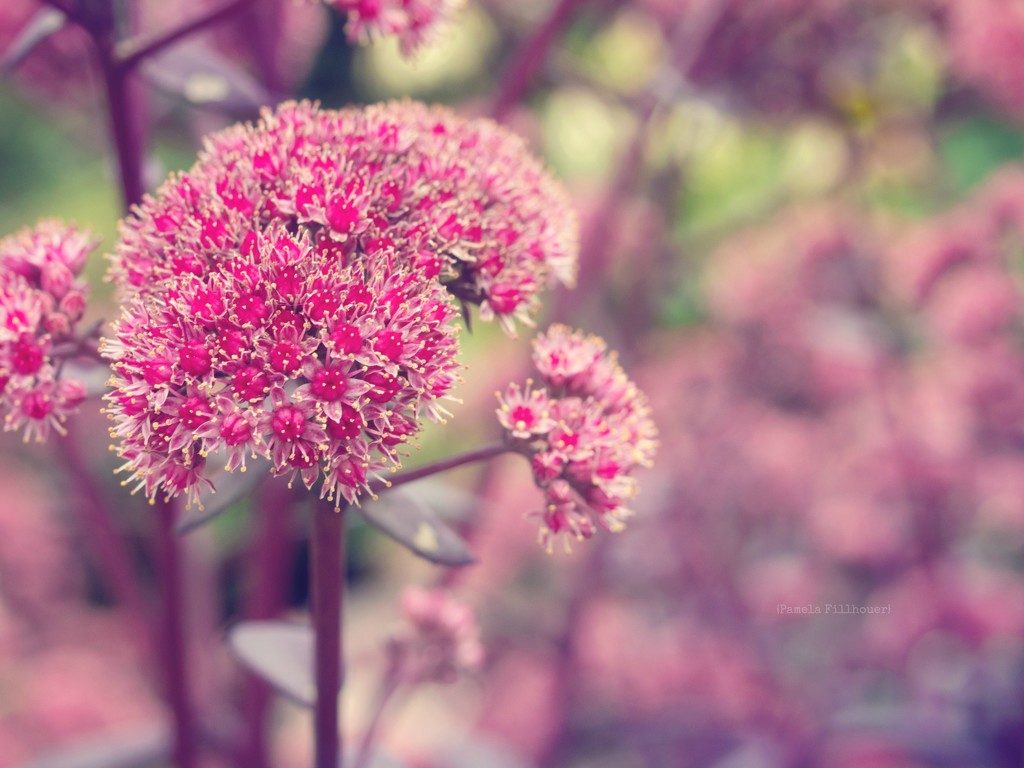 our sedum... by earthbeone