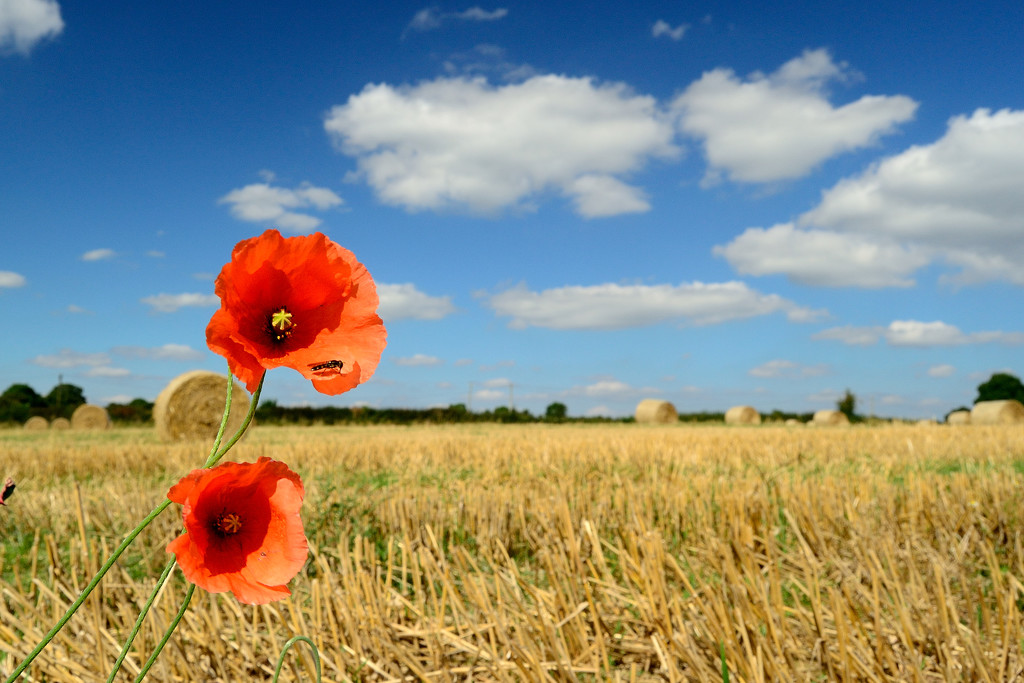 Poppies by richardcreese