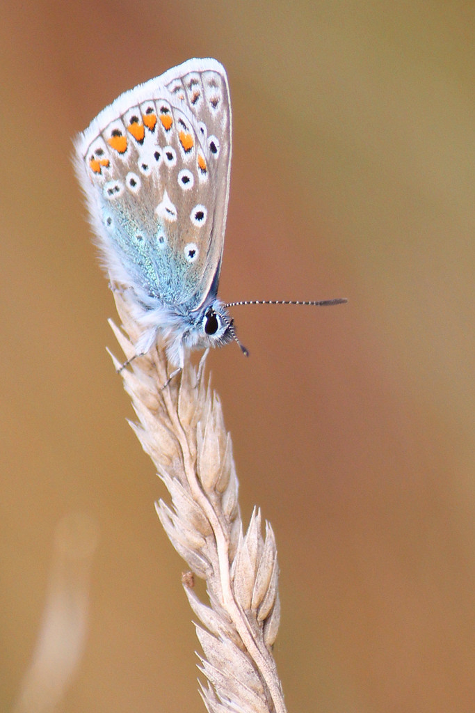 Silver studded blue by judithg