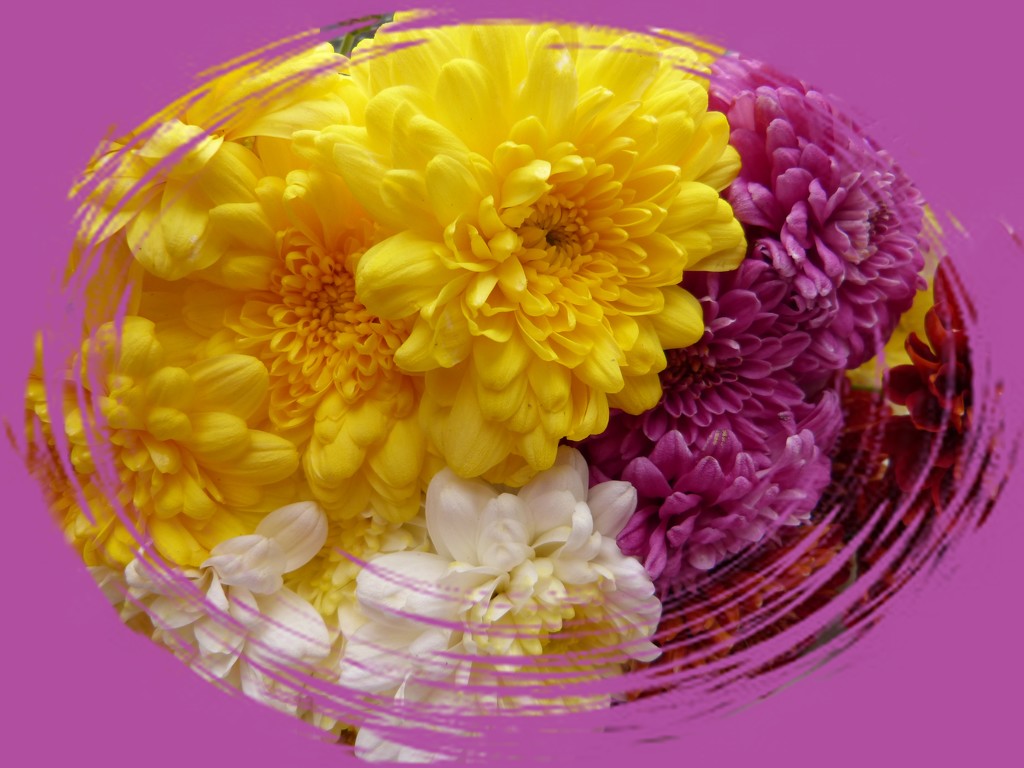 a bunch of chrysanthemums by quietpurplehaze
