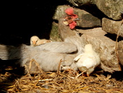 3rd Sep 2014 - Hen and chick's