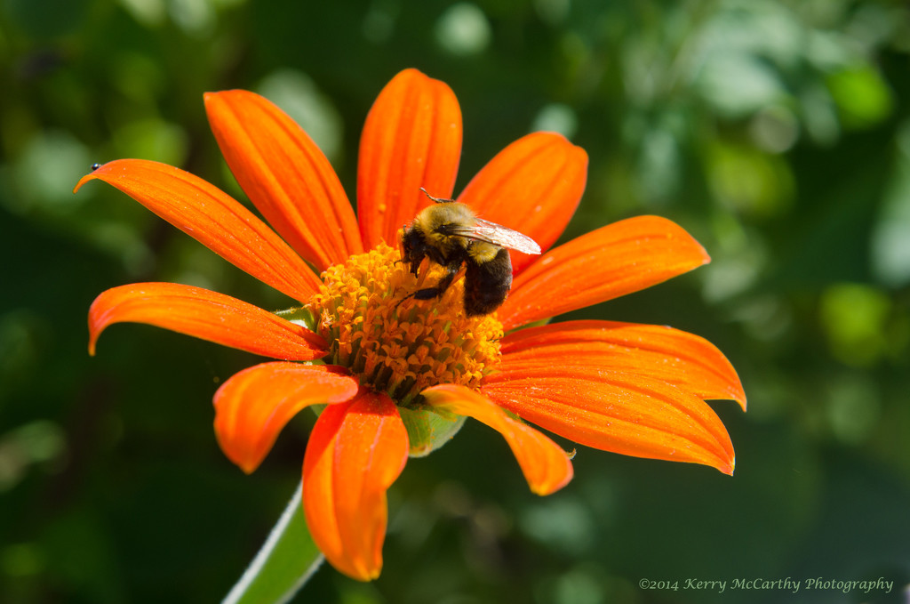 One more bee on flower shot by mccarth1