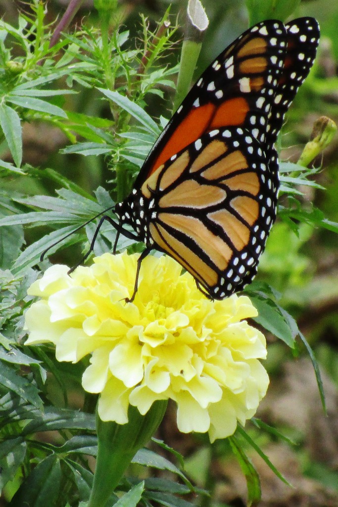Monarch Butterfly by tunia