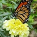 Monarch Butterfly by tunia