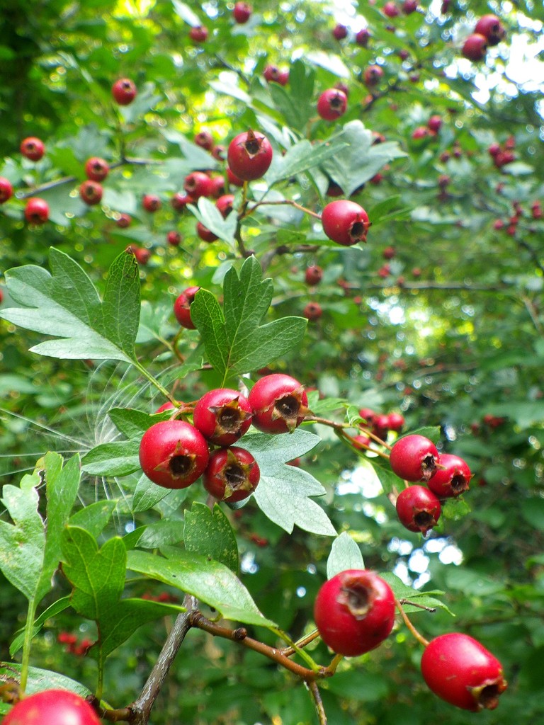 Sep 10: Red Berries by bulldog