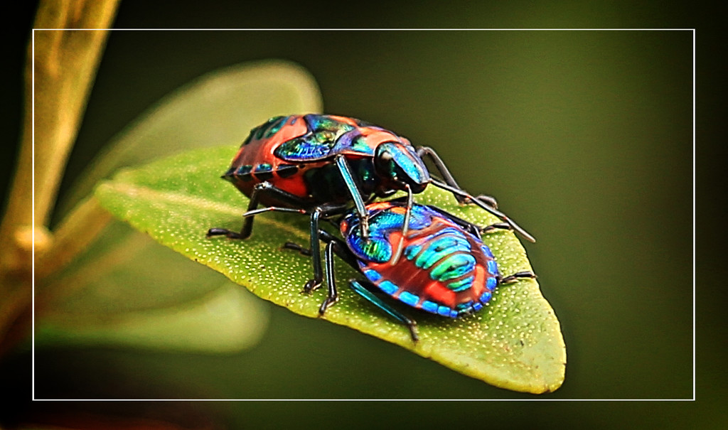 Harlequin beetles by rustymonkey