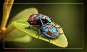 3rd Sep 2014 - Harlequin beetles