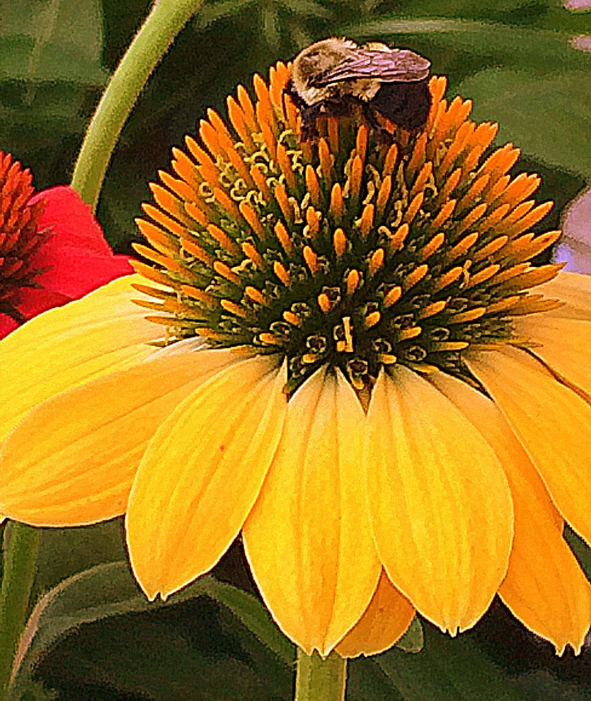 Bumblebee, bumblebee! by homeschoolmom