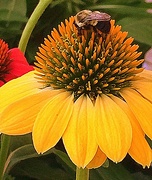 7th Sep 2014 - Bumblebee, bumblebee!