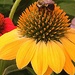 Bumblebee, bumblebee! by homeschoolmom