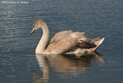 10th Sep 2014 - Juvenile Swan