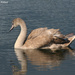 Juvenile Swan by falcon11