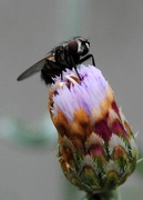 10th Sep 2014 - The Fly on the Cornflower