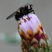 The Fly on the Cornflower by genealogygenie
