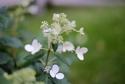 10th Sep 2014 - NF-SOOC-September Hydrangea in the Wind