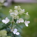 NF-SOOC-September Hydrangea in the Wind by tosee