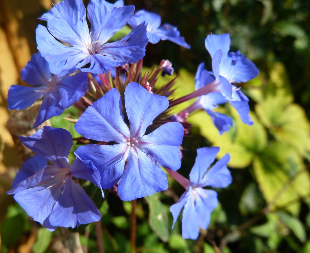 Plumbago by wendyfrost
