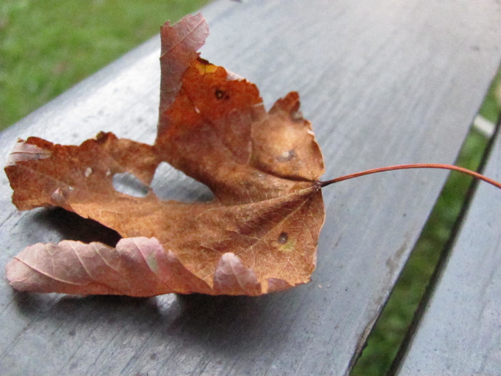 A fallen leaf by julie