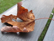 10th Sep 2014 - A fallen leaf