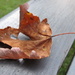 A fallen leaf by julie