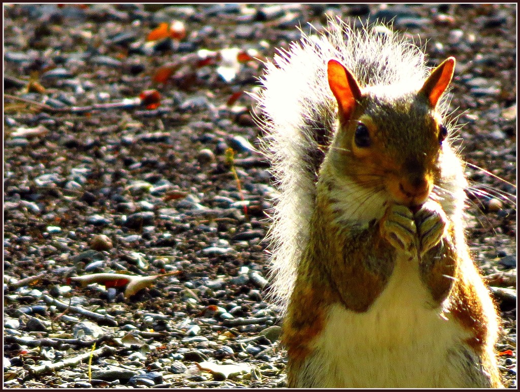 A Squirrel's Prayer by olivetreeann