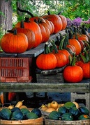 10th Sep 2014 - Are You Ready? The Pumpkins Are Back!