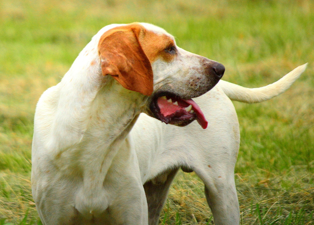 Stray Pooch by kareenking