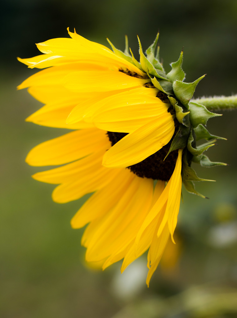 sunflower by aecasey
