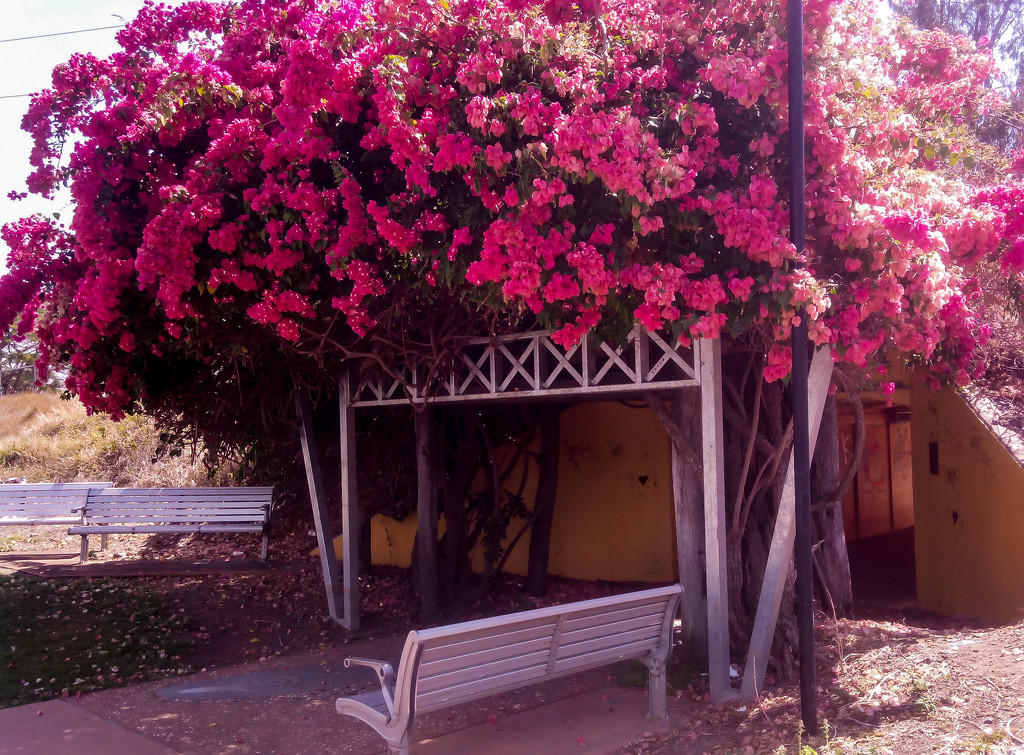 Bougainvillea by jeneurell