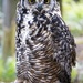 Great Horned Owl by shepherdmanswife