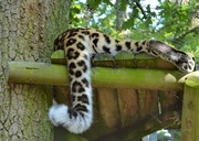 11th Sep 2014 - siesta Amur leopard style....