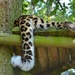 siesta Amur leopard style.... by quietpurplehaze