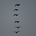 Flying Ducks by leestevo